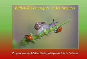 ballet_des_escargots_et_des_insectes_jackdidier