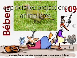 bebert_apprecie_les_projections_animalieres__roland