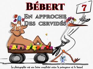 bebert_en_approche_des_cervides__roland