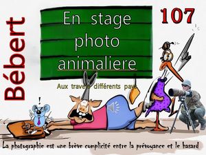 bebert_en_stage_photo_animaliere__roland