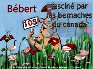 bebert_fascine_par_les_bernaches_du_canada__roland