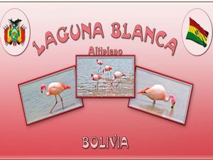 bolivie_laguna_blanca_steve