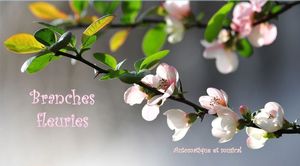 branches_fleuries__gilianne