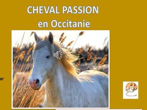 cheval_passion_en_occitanie__jackdidier
