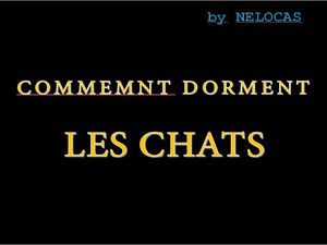 comment_dorment_les_chats_nelocas