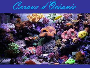 coraux_d_oceanie