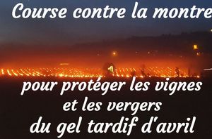 course_contre_la_montre_pour_proteger_les_vignes__roland