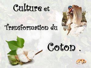 culture_et_transformation_du_coton__p_sangarde