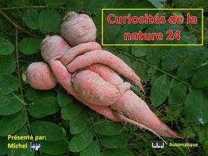 curiosites_de_la_nature_24__michel
