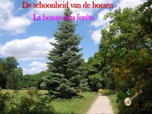de_schoonheid_van_de_bossen
