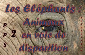 elephants_en_voie_de_disparition_2_roland