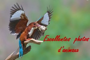 excellentes_photos_d_animaux_by_ibolit