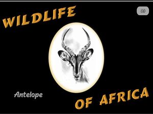 faune_d_afrique_antilope_steve