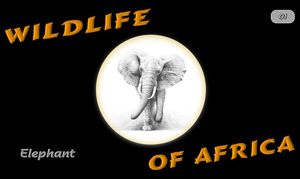 faune_d_afrique_elephant_steve