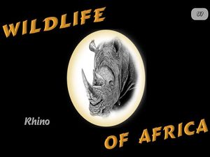 faune_d_afrique_rhinoceros_steve