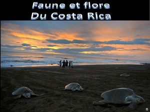 faune_et_flore_du_costa_rica_by_ibolit