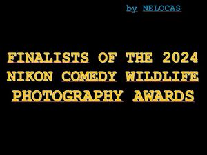 finalists_of_the_2024_nikon_comedy_wildlife_photography_awards_nelocas