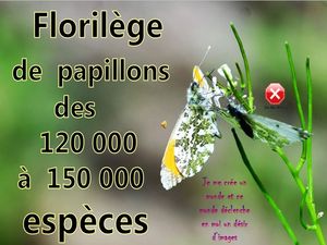 florilege_de_papillons_des_150_000_especes__roland