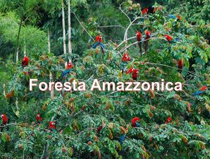 foresta_amazzonica