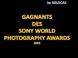 gagnants_des_sony_world_photography_awards_nelocas