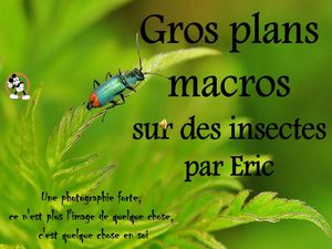 gros_plans_sur_des_insectes__roland