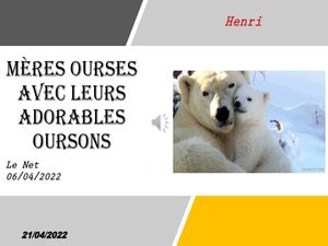 hr390_meres_ourses_avec_leurs_adorables_oursons_riquet77570