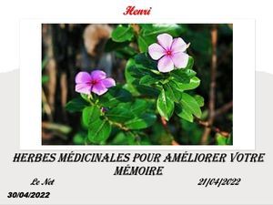 hr397_herbes_medicinales_pour_ameliorer_votre_memoire_riquet77570