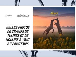 hr415_belles_photos_de_champs_de_tulipes_riquet77570