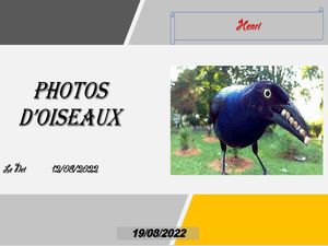 hr490_photos_d_oiseaux_riquet77570
