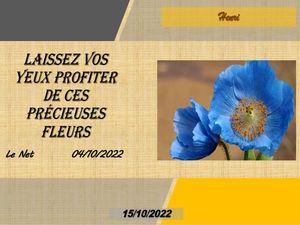 hr536_laissez_vos_yeux_profiter_de_ces_precieuses_fleurs_riquet77570