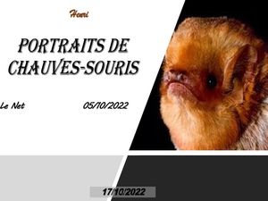hr538_portraits_de_chauves_souris_riquet77570