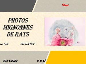 hr582_photos_mignonnes_de_rats_riquet77570