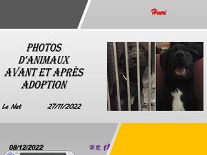 hr590_photos_d_animaux_avant_et_apres_adoption_riquet77570