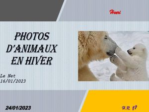 hr633_photos_d_animaux_en_hiver_riquet77570