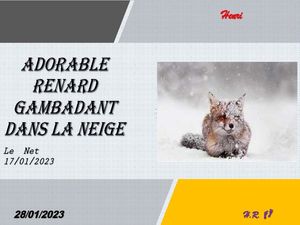 hr636_adorable_renard_gambadant_dans_la_neige_riquet77570