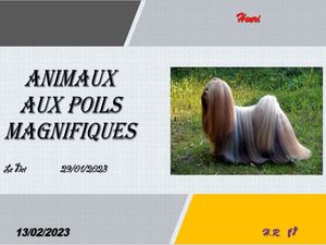 hr651_animaux_aux_poils_magnifiques_riquet77570