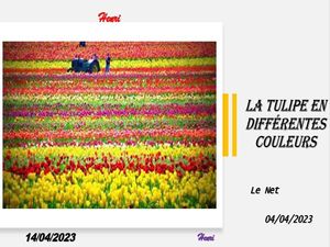 hr703_la_tulipe_en_differentes_couleurs_riquet77570