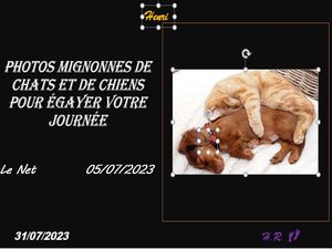 hr806_photos_mignonnes_de_chats_et_de_chiens_pour