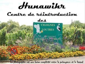 hunawihr_centre_de_reintroduction_des_cigognes_et_des_loutres_roland