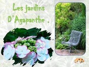 jardin_d_agapanthe__p_sangarde