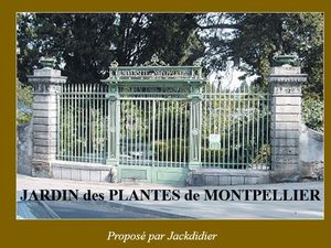 jardin_des_plantes_de_montpellier_jackdidier