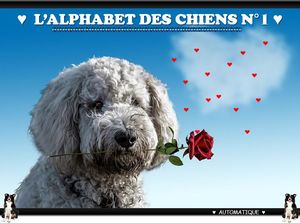 l_alphabet_des_chiens_1_fabie_08_18