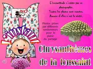 l_instant_chrysanthemes_de_la_toussaint__roland