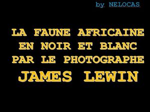 la_faune_africaine_en_noir_et_blanc_par_le_photographe_james_lewin_nelocas