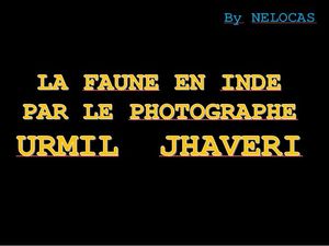 la_faune_en_inde_par_le_photographe_urmil_jhaveri_nelocas