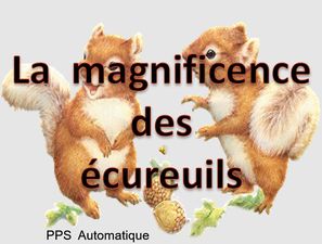 la_magnificence_des_ecureuils_roland
