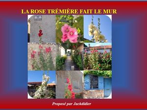 la_rose_tremiere_fait_le_mur__jackdidier