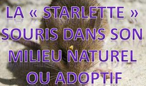 la_starlette_souris_dans_son_milieu_naturel_ou_adoptif_roland
