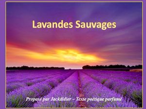 lavandes_sauvages__jackdidier