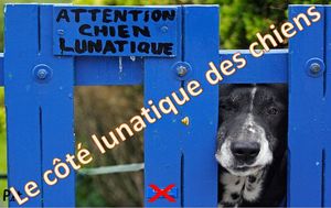le_cote_lunatique_des_chiens_roland